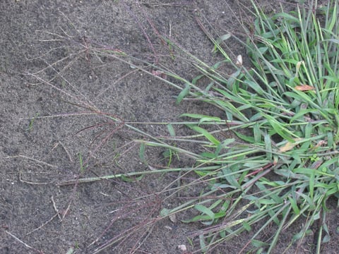 crabgrass in a thin lawn