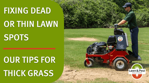 Fix Dead Thin Lawn Spots