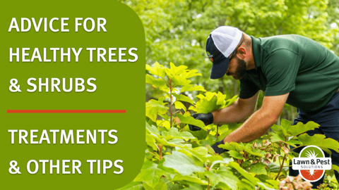 Healthy Trees and Shrubs Tips.001