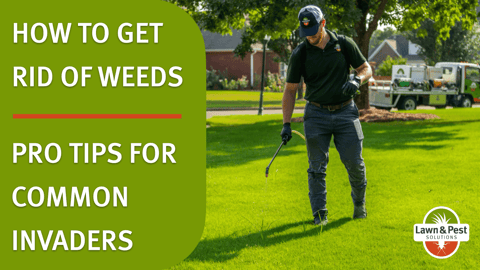 How to Get Rid of Weeds