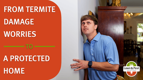 Termite Control - Lawn and Pest Solutions.001