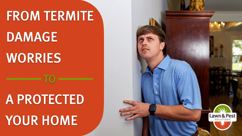 Termite Control - Lawn and Pest Solutions