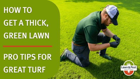 Thicker Greener Lawn